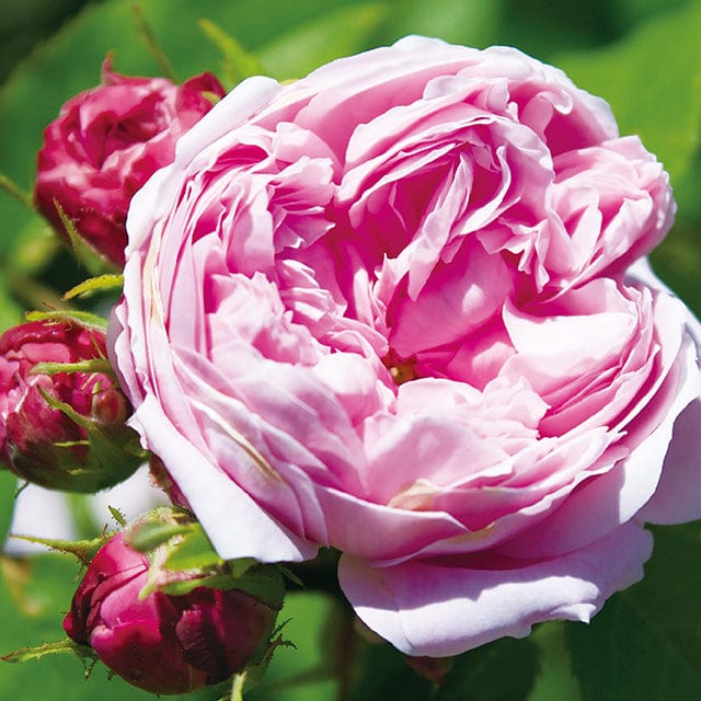 Rose Otto Multi-Intensive HydraEssence Mask – CANVAS Beauty